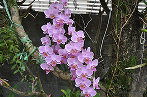 ランの花 ランの花