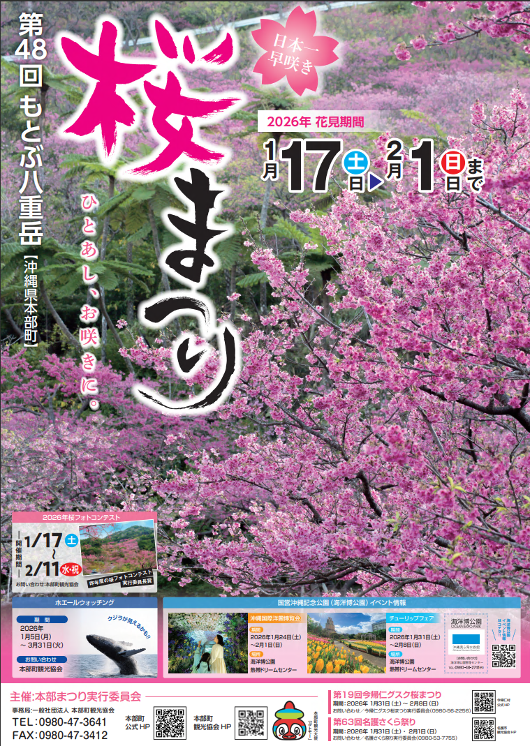 48motobu-yaedake-sakura 第48回本部八重岳桜まつり