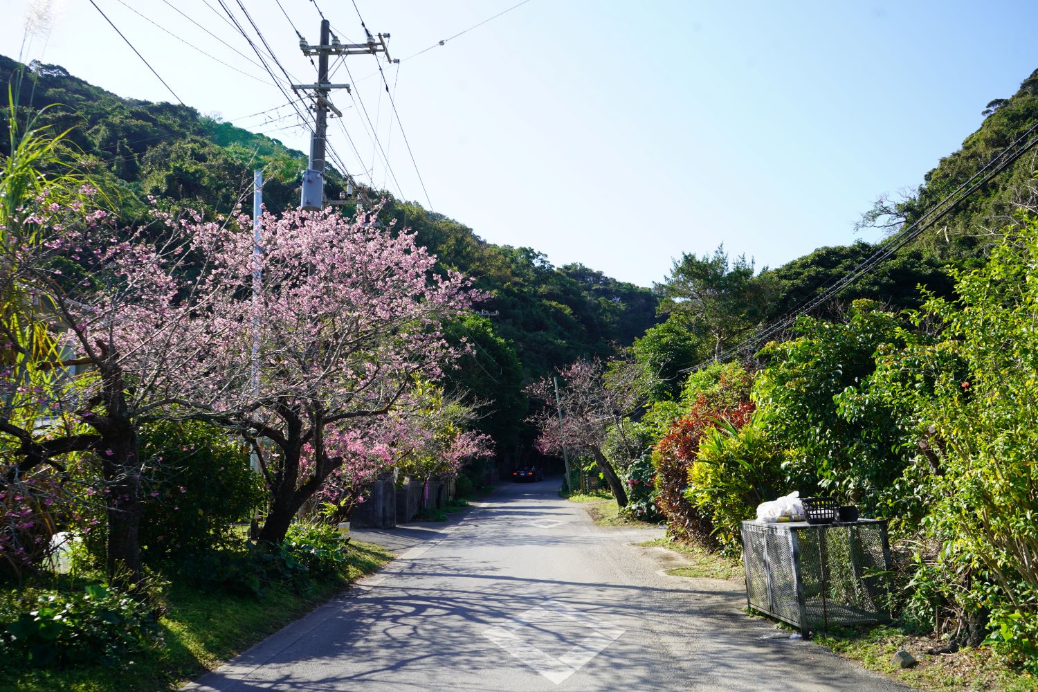 第48回もとぶ八重岳桜まつりの開催について（2月8日まで期間延長